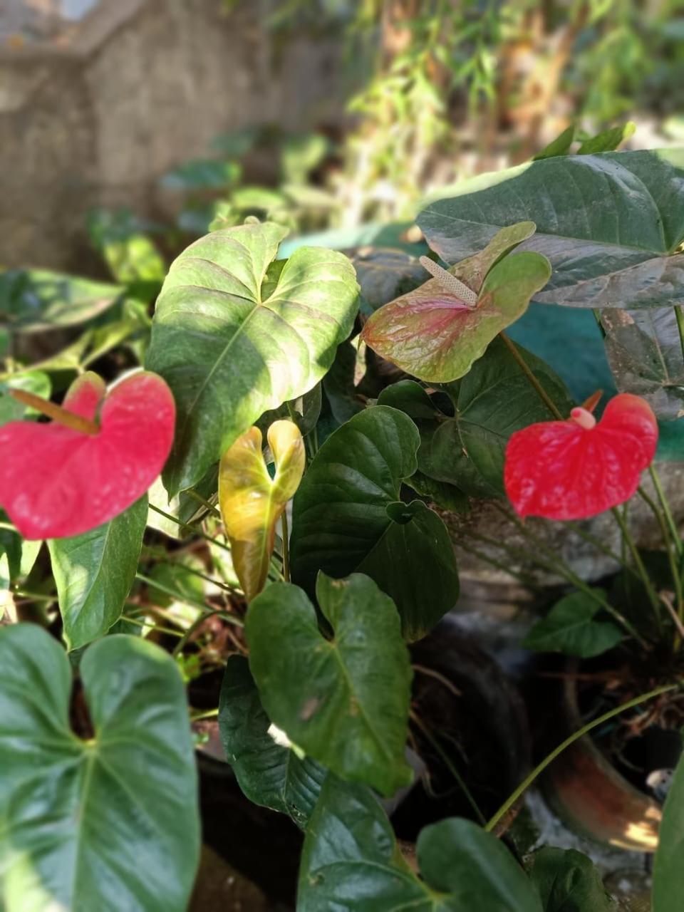 Chaithritha Ladies Homestay Thiruvananthapuram Екстериор снимка
